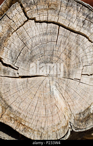 Detail of old aged dry wood Stock Photo