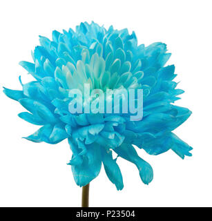 blue Chrysanthemum flower isolated Stock Photo