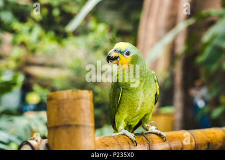 green afrotropical parrot perching on bamboo fence in tropical park Stock Photo