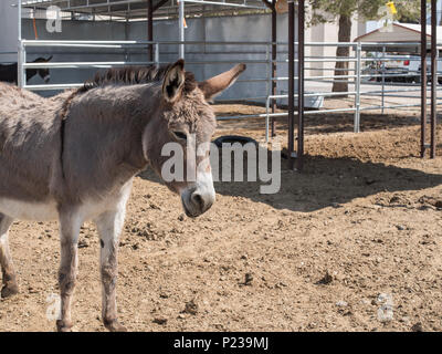 Donkey in a petting zoo Stock Photo: 60743330 - Alamy