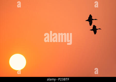 Silhouetted Lesser whistling ducks flying at sunset in Keoladeo Ghana National Park, Bharatpur, India. Stock Photo