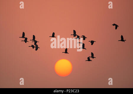 Silhouetted Lesser whistling ducks flying at sunset in Keoladeo Ghana National Park, Bharatpur, India. Stock Photo