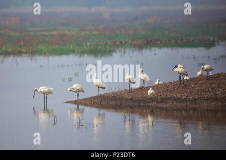 Eurasian spoonbills standing in a lake in Keoladeo Ghana National Park, Bharatpur, India. The park was declared a protected sanctuary in 1971 Stock Photo
