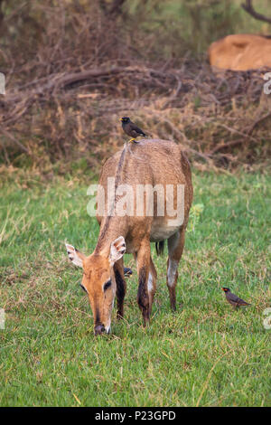 Female Nilgai with Brahminy myna sitting on her in Keoladeo National Park, Bharatpur, India. Nilgai is the largest Asian antelope and is endemic to th Stock Photo