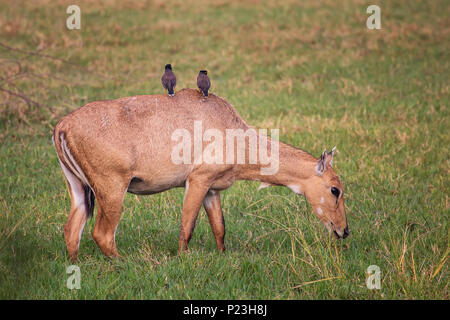 Female Nilgai with Brahminy mynas sitting on her in Keoladeo National Park, Bharatpur, India. Nilgai is the largest Asian antelope and is endemic to t Stock Photo