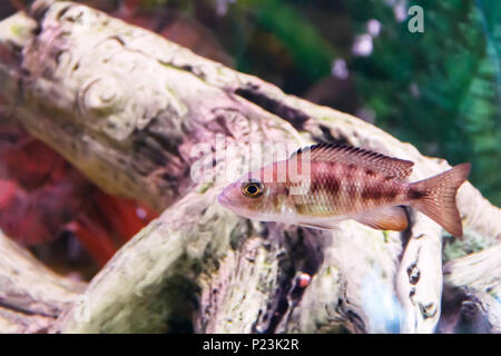 Photo of one melanochromis joanjohnsonae in zoo aquarium Stock Photo