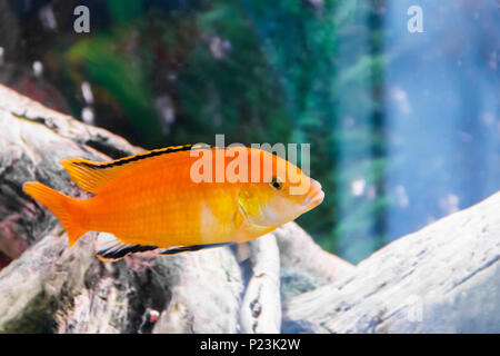 Photo of labidochromis caeruleus yellow in aquarium Stock Photo