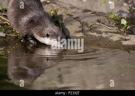 The Oriental Short-clawed otter (Aonyx cinerea) can be found from India through Southeast Asia and up to the Philippines, Taiwan and southern China. Stock Photo