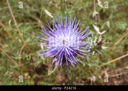 Top down close up of a spiky purple thistle (Cynareae) flower growing in the Algarve countryside, Portugal. Stock Photo