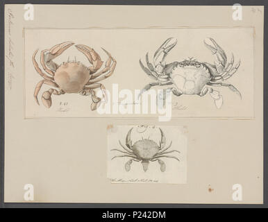 . Liocarcinus holsatus syn. Portunus holsatus  232 Portunus holsatus - - Print - Iconographia Zoologica - Special Collections University of Amsterdam - UBAINV0274 094 19 0007 Stock Photo