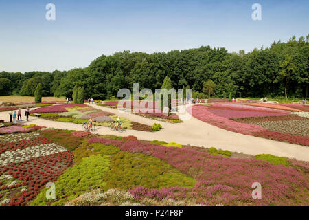 Heath garden in Höpen Nature Reserve, Schneverdingen, Lüneburg Heath, Lower Saxony, Germany Stock Photo