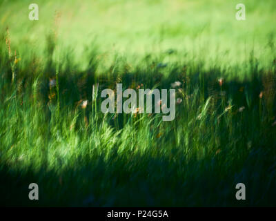 Meadow with meadow flowers, blurred, in the sunshine, shadow, blurred Stock Photo