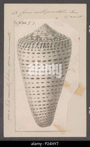Leopard Cone Shell Conus leopardus Stock Photo - Alamy