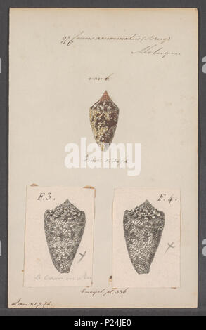 . Conus locumtenens syn. C. acuminatus  66 Conus acuminatus - - Print - Iconographia Zoologica - Special Collections University of Amsterdam - UBAINV0274 086 07 0021 Stock Photo