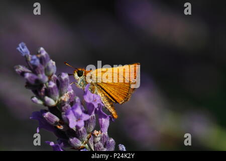 rostfarbiger dickkopffalter, Stock Photo