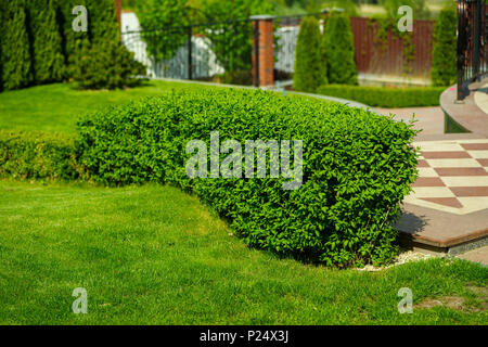 green linear-cut bushes in landscape design Stock Photo