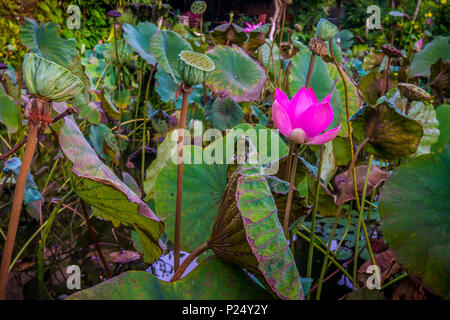 Blooming pink water lily in a tropical pond. The green leaves and seedcases are all around. Ubud, Bali, April 14, 2018 Stock Photo
