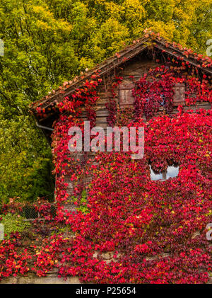 house overgrown with red ivy in front of coloured autumn wood Stock Photo