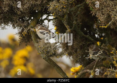 Female chaffinch, Fringilla coelebs, in gorse at Tarbat Ness; Highlands, Scotland. UK Stock Photo