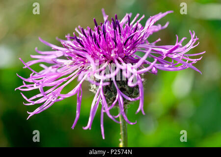 Greater Knapweed (centaurea scabiosa), close up of a single flower showing detail. Stock Photo