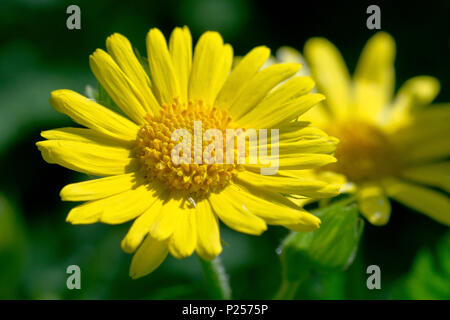 Leopard's-bane (doronicum pardalianches), close up on one flower out of two showing detail. Stock Photo