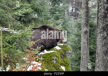 Forest, brown bear, snow, Stock Photo