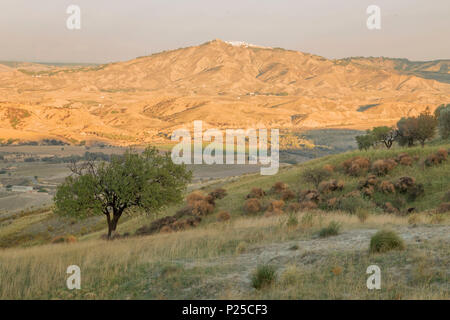 An olive tree with Pisticci in the background and its typical landscape, Craco Vecchia, Matera, Basilicata, Italy, Europe Stock Photo