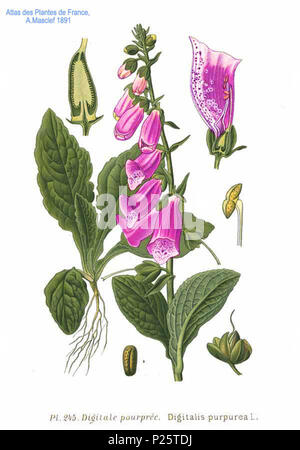 . Digitalis purpurea L. 31 January 2001.   Amédée Masclef  (1858–)    Alternative names Masclef  Description French botanist  Date of birth/death 1858 19..  Authority control  : Q18507759 VIAF: 233362923 ISNI: 0000 0003 6776 1587 LCCN: n88663684 Botanist: Masclef SUDOC: 035266805 WorldCat 3 245 Digitalis purpurea L Stock Photo