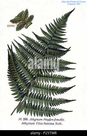 398 Athyrium Filix Femina Roth Stock Photo - Alamy