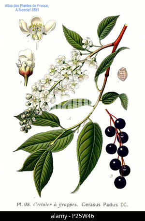 . Prunus padus subsp. padus, syn. Cerasus padus DC. 31 January 2001.   Amédée Masclef  (1858–)    Alternative names Masclef  Description French botanist  Date of birth/death 1858 19..  Authority control  : Q18507759 VIAF: 233362923 ISNI: 0000 0003 6776 1587 LCCN: n88663684 Botanist: Masclef SUDOC: 035266805 WorldCat 4 98 Cerasus padus DC Stock Photo