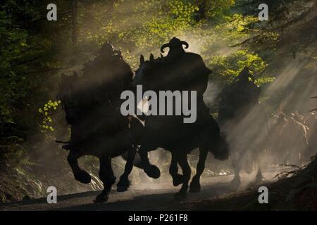 Original Film Title: PATHFINDER. English Title: PATHFINDER. Film ...