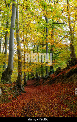 magic autumn colours: leaf-strewn defile in a brightly coloured forest of beeches in the Siebengebirge / Sieben Mountains Stock Photo