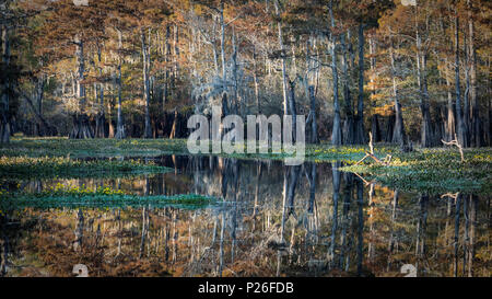 Bayou in Atchafalaya river, Plaquemine, Atchafalaya Basin, Louisiana, Southern United States, USA, North America Stock Photo