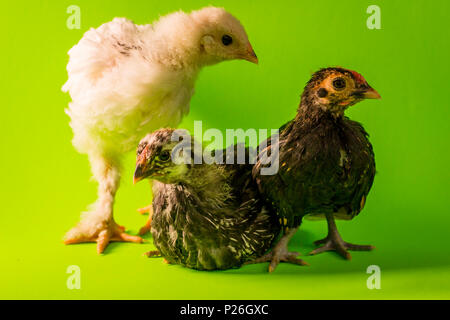 Young adolescent farm chickens roosters studio portrait Stock Photo