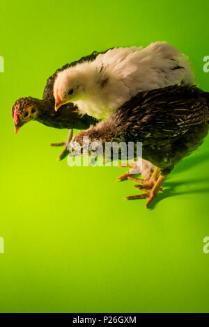 Young adolescent farm chickens roosters studio portrait Stock Photo