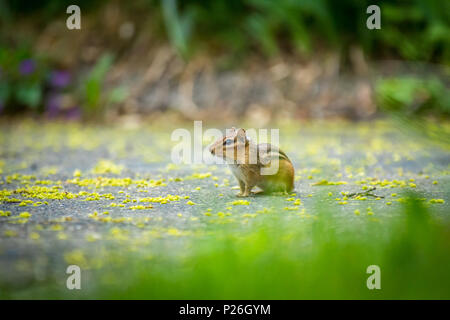 North American chipmunk exploring the driveway early spring Stock Photo