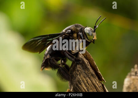 Black bumble bee resting on tree branch Stock Photo