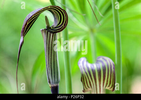 Arisaema ciliatum 'Liubaene', Cobra lilies
