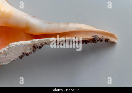 Dry gigantic sea shell. Soft surface inside, rough and textured on the ...