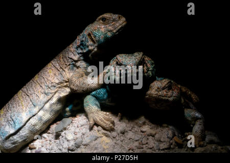 Ornate mastigure african lizard portrait isolated on black Stock Photo