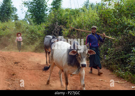 Kalaw, man drive water buffalo to field in morning, Shan State, Myanmar (Burma) Stock Photo