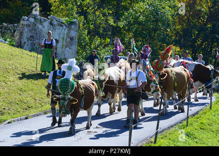 Schönau am Königssee, Almabtrieb, ceremonial driving down of cattle from the mountain pastures into the valley in autumn, decorated cow cows, leather trousers, Dirndl, Oberbayern, Berchtesgadener Land, Upper Bavaria, Bavaria, Germany Stock Photo