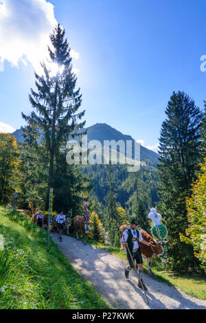 Schönau am Königssee, Almabtrieb, ceremonial driving down of cattle from the mountain pastures into the valley in autumn, decorated cow cows, leather trousers, Dirndl, mountain Jenner, Oberbayern, Berchtesgadener Land, Upper Bavaria, Bavaria, Germany Stock Photo