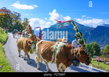 Schönau am Königssee, Almabtrieb, ceremonial driving down of cattle from the mountain pastures into the valley in autumn, decorated cow cows, leather trousers, Dirndl, mountain Watzmann, Oberbayern, Berchtesgadener Land, Upper Bavaria, Bavaria, Germany Stock Photo