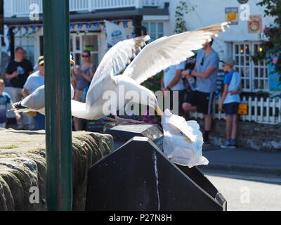 Seagull pulling out Fish and Chip wrappers from a Bin Stock Photo