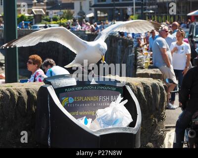 Seagull pulling out Fish and Chip wrappers from a Bin Stock Photo