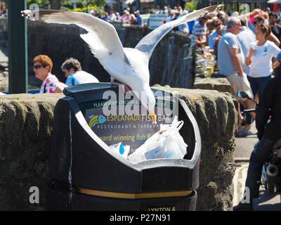 Seagull pulling out Fish and Chip wrappers from a Bin Stock Photo