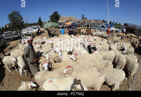 Algeria: sheep market on 2016/09/08 in Ouled Fayet, in the wilayah of Algiers, a few days before the Eid al-Adha Stock Photo
