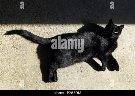 Black cat sun bathing on a floor with shadows Stock Photo