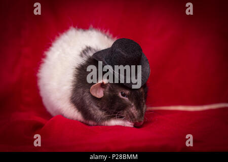 Fancy agouti-colored hooded pet rat wearing top hat Stock Photo